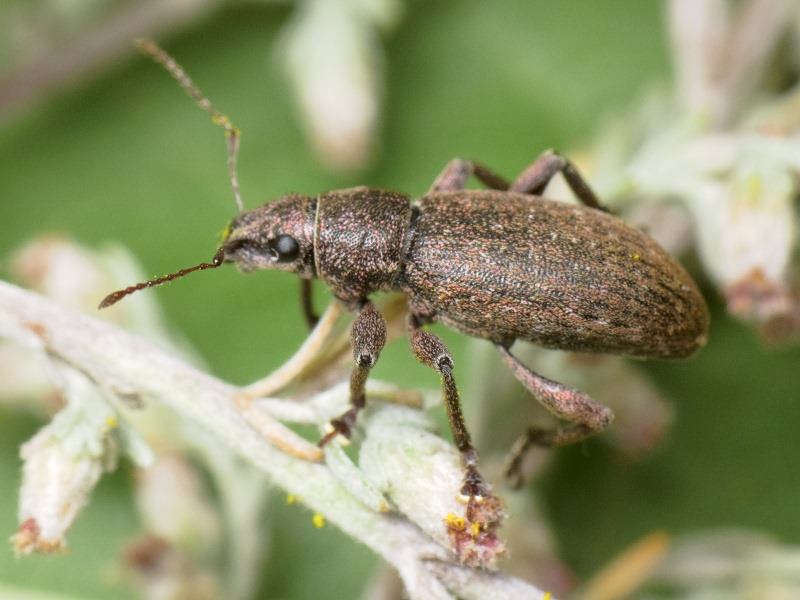 Brachyderes incanus (Linnaeus, 1758)